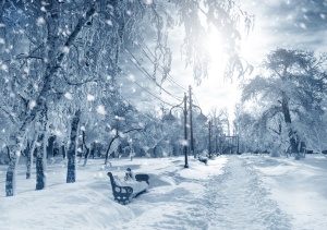 Winter nature, alley in park, snowstorm